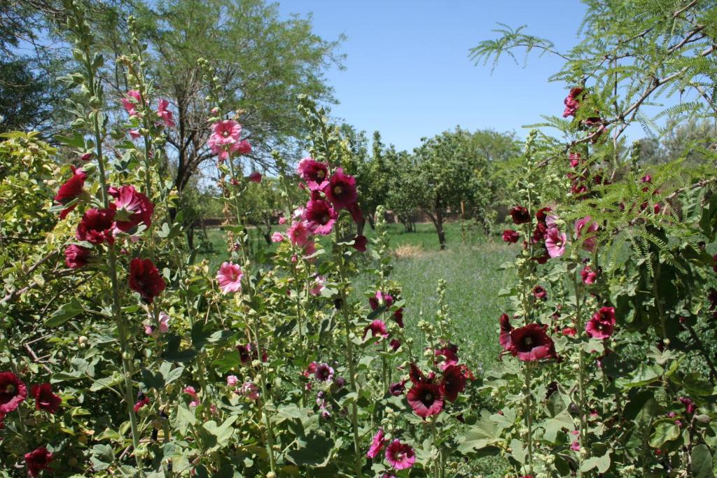 Quinta Adela Bed & Breakfast Bed and Breakfast San Pedro de Atacama Exterior foto